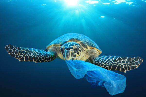 O impacto dos plásticos de uso único na vida marinha - tartaruga marinha comendo sacola plástica
